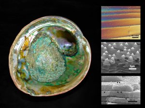 abalone-shell-biomimicry