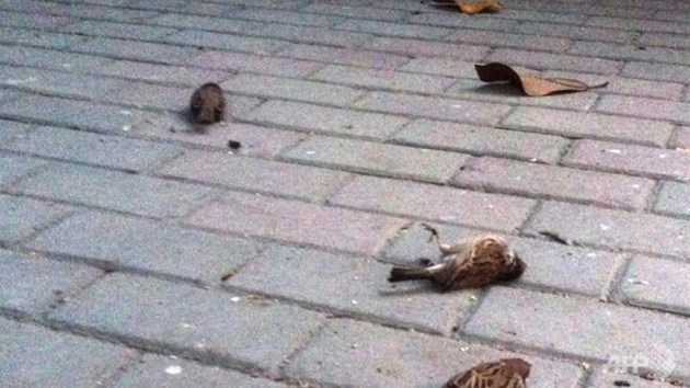 a-photo-from-weibo-user-mao-lanlanlan-on-april-15-shows-dead-sparrows-on-the-ground-in-nanjing-eastern-china-4