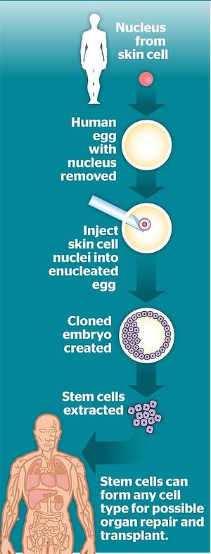 1_art-353-16cloning_update-300x0