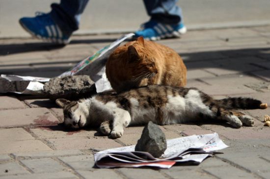 U47P5029T2D593509F28DT20130525121312