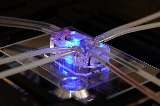 MK-CE070_ORGANC_G_20130617152312