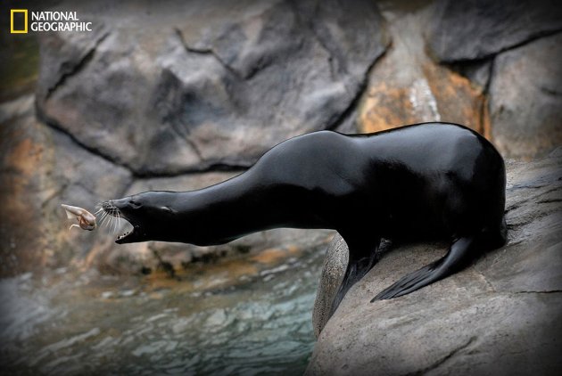 im-amazed-how-easy-the-sea-lions-catch-their-food-this-photographer-says-of-lily-a-sea-lion-at-the-seneca-park-zoo-in-new-york